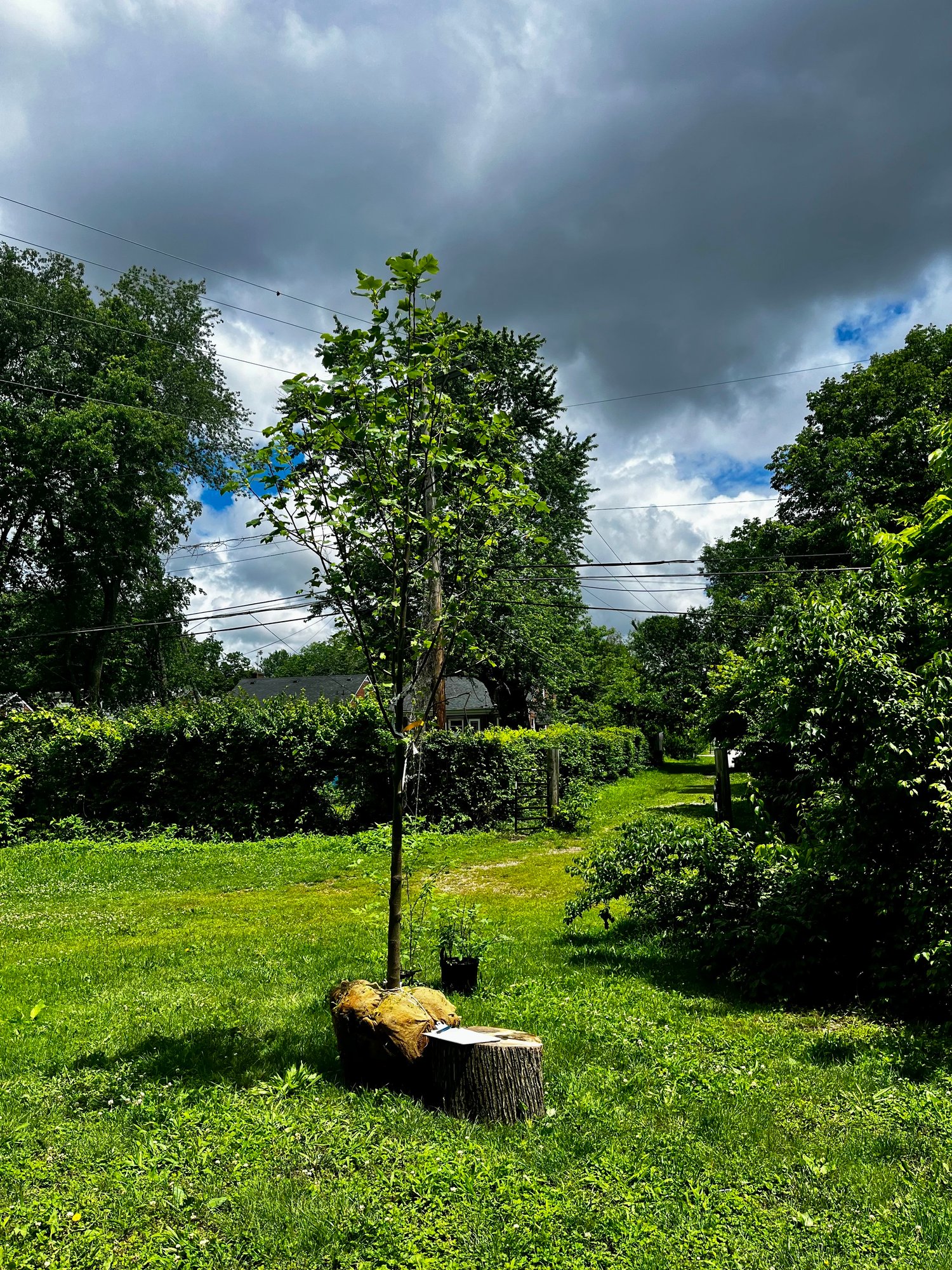 A tree for Linda