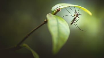 image of a mosquito on a leaf