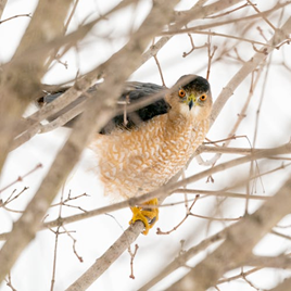 Coopers Hawk