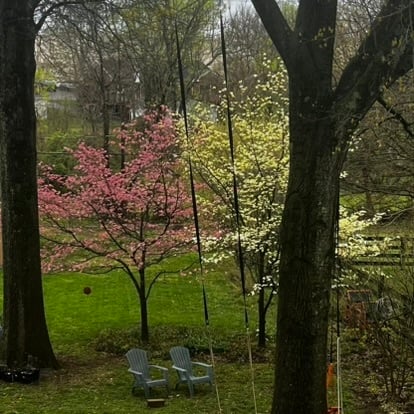 Dogwoods