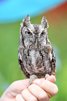 Eastern Screech Owl