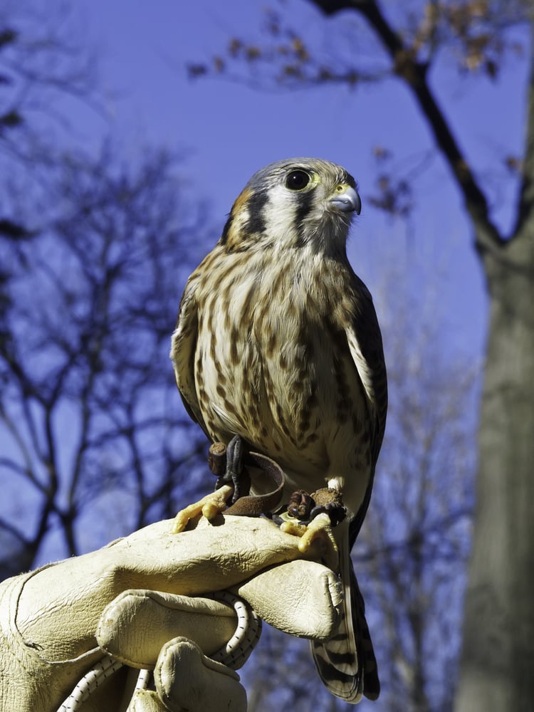 Female American kestrel (scientific name Falco sparverius) perched on gloved finger of naturalist in winter, northern Illinois. A.k.a. sparrow hawks, kestrels are the most common falcon in N. America
