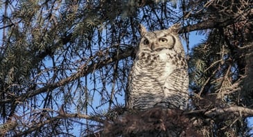 Great Horned Owl