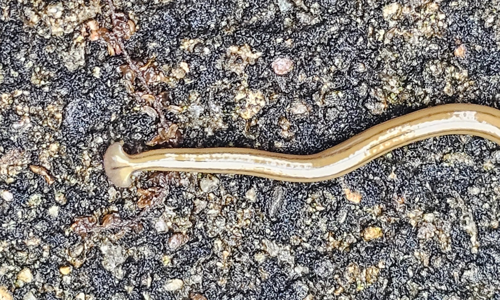 Hammer Head Worm from Patrick Bischoff Driveway - 1
