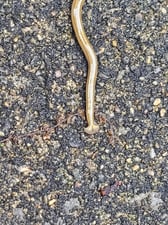 Hammer Head Worm from Patrick Bischoff Driveway - 1