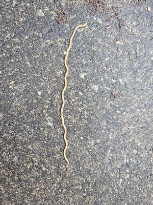 Hammer Head Worm from Patrick Bischoff Driveway - 2