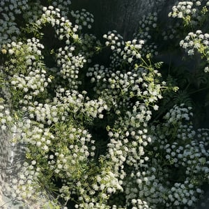 Hemlock Flowers