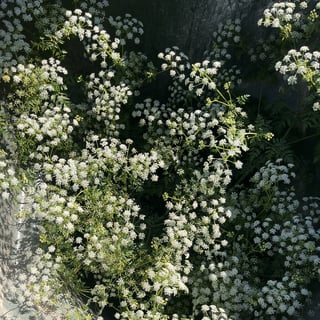 Hemlock Flowers