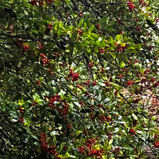 Holly Berries