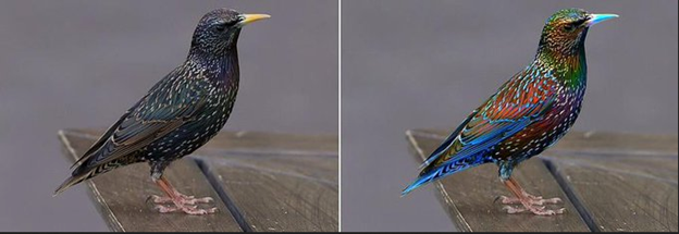 How starlings look to humans.