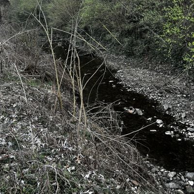 Stream Bank Restoration