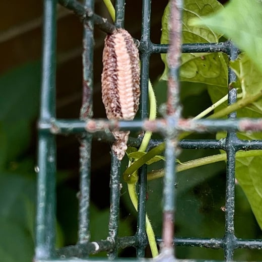 Carolina mantis egg sac