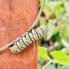 Monarch caterpillar