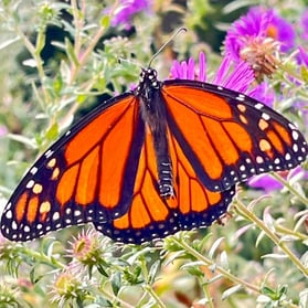 Monarch pictures