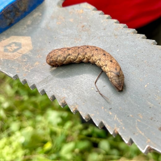 Nessus Sphinx moth caterpillar