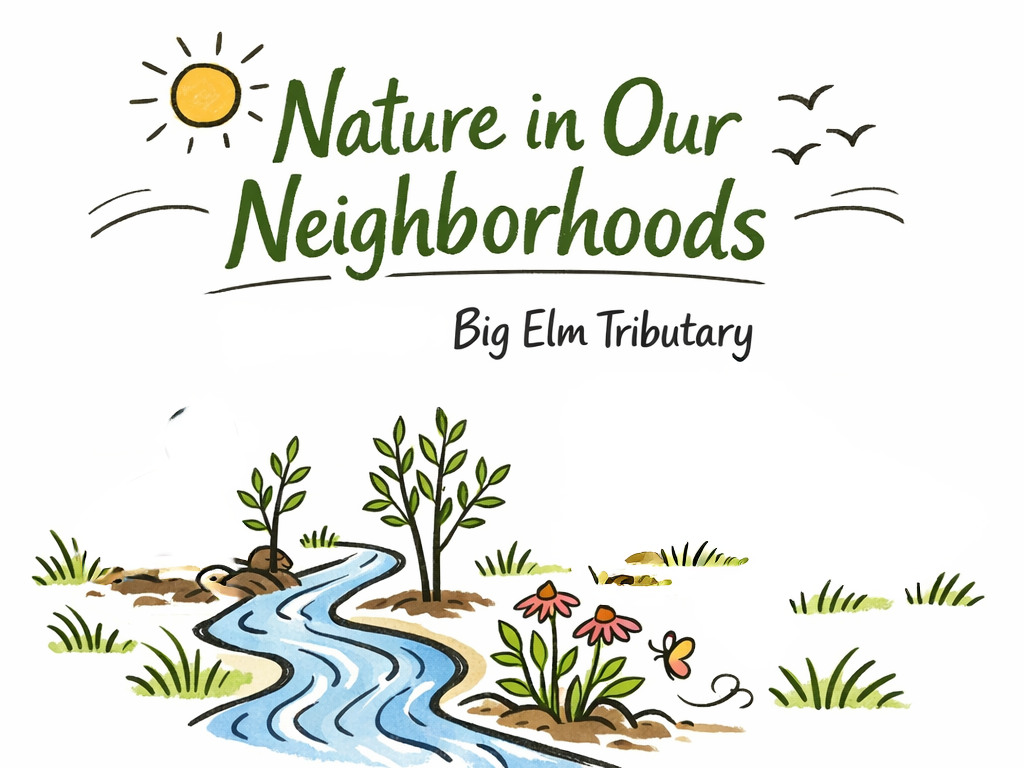 Nature in Our Neighborhoods Big Elm Tributary 1