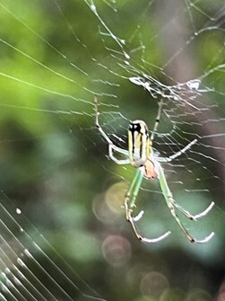 Orchard orbweaver spider  Photo by Carol Spence