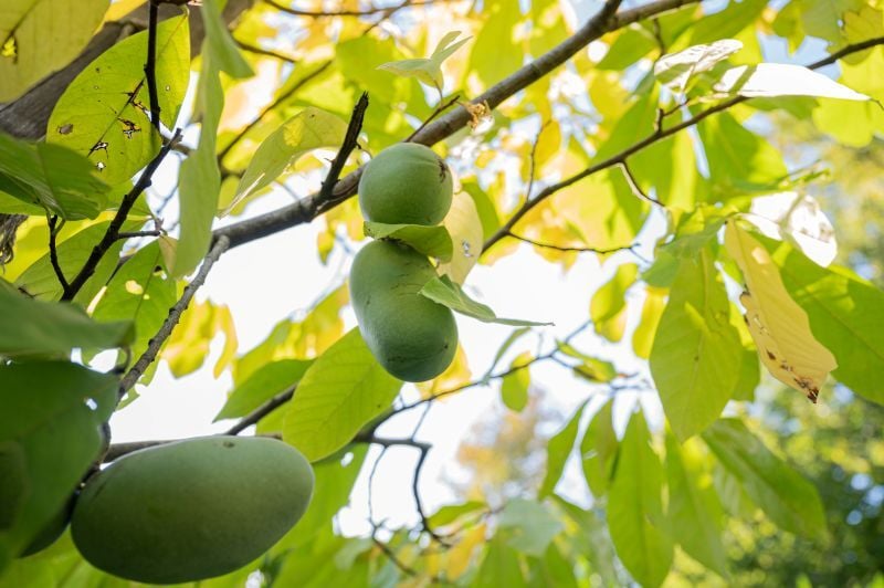 PawPaw Tree with Fruit