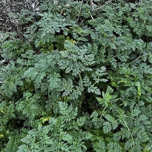 Poison Hemlock-1