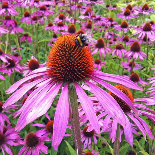 PurpleConeflower