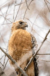 Red Shoulder Hawk