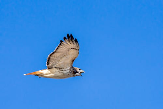 Red Tailed Hawk