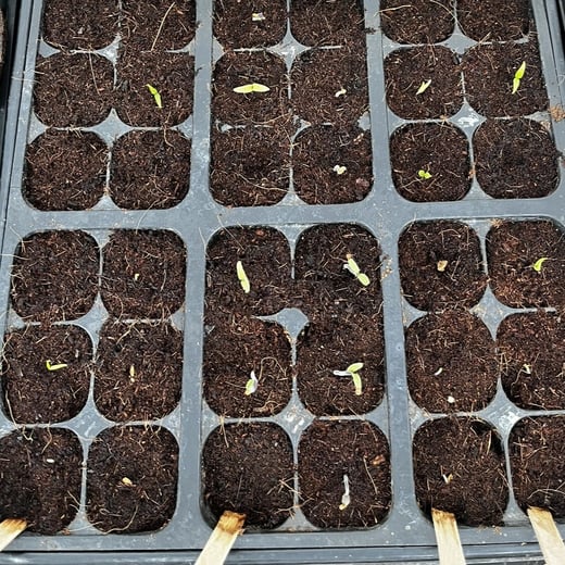 Seed starting