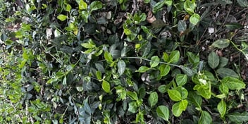 photo of winter creeper