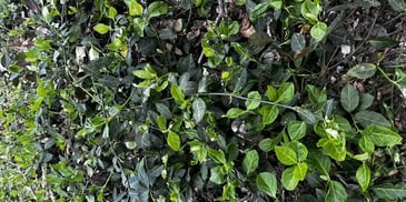 photo of winter creeper