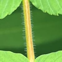 Smooth Sumac Hairy Stem