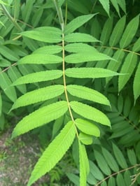 Smooth Sumac Leaf