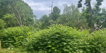 smooth sumac in the greenspace under the transmission line