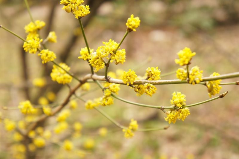 Spicebush Bloom in Early Spring
