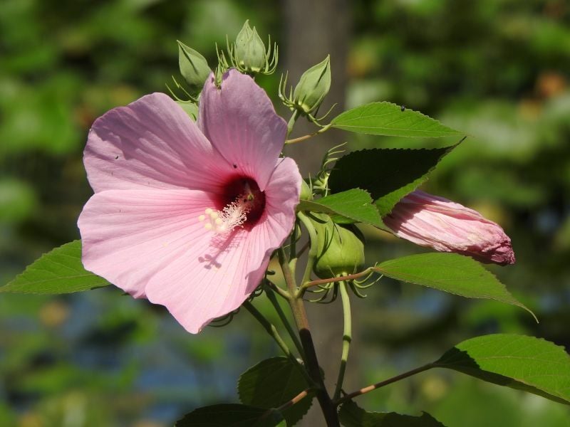 Swamp Rose Mallow