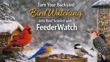 AI Generated Image of Birds at Feeders in the Winter