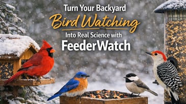 AI Generated Image of Birds at Feeders in the Winter
