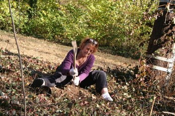 Linda Rae Sigafus removes honeysuckle from the greenspace