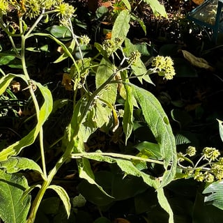 Wingsteam after flowering