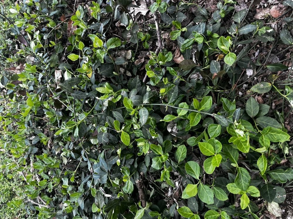Winter Creeper