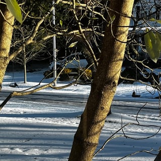 Winter-1-Feb 2026