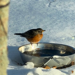 Winter-2-Feb 2026