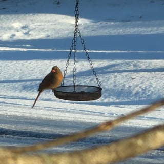 Winter-3-Feb 2026