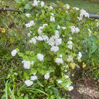 snakeroot native toxic