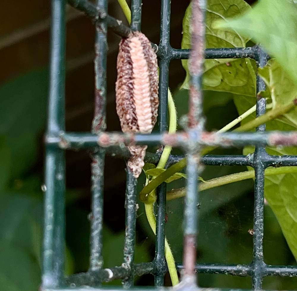Carolina mantis egg sac
