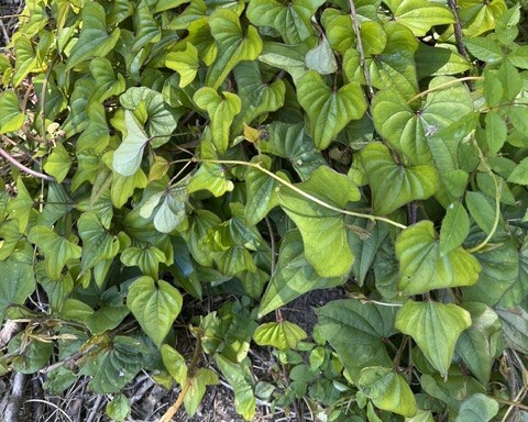 Chinese Yam-1