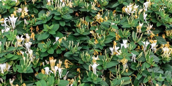 Honeysuckle_Invasive Species