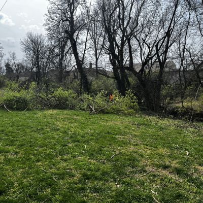 Invasive Removal