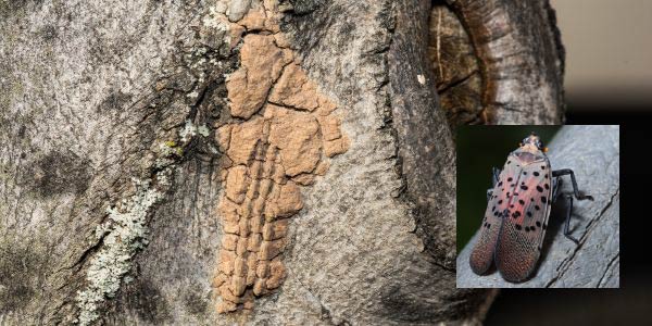 Spotted Lanternfly Eggs_Invasive Species