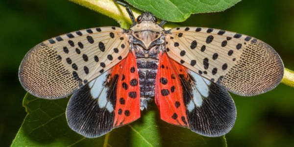 Spotted Lanternfly_Invasive Species