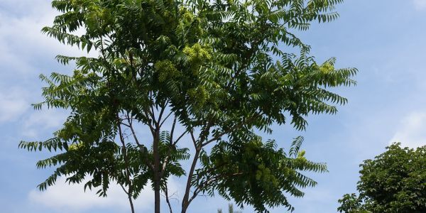 Tree of Heaven Can Grow 25 Ft in 1 Year